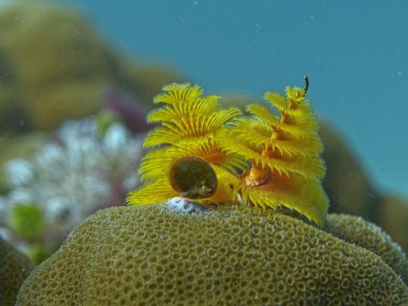 Christmas Tree Worm, Sabang Wreck